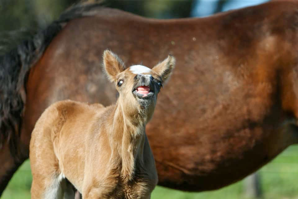 perth-equine-services-reproduction-2 image